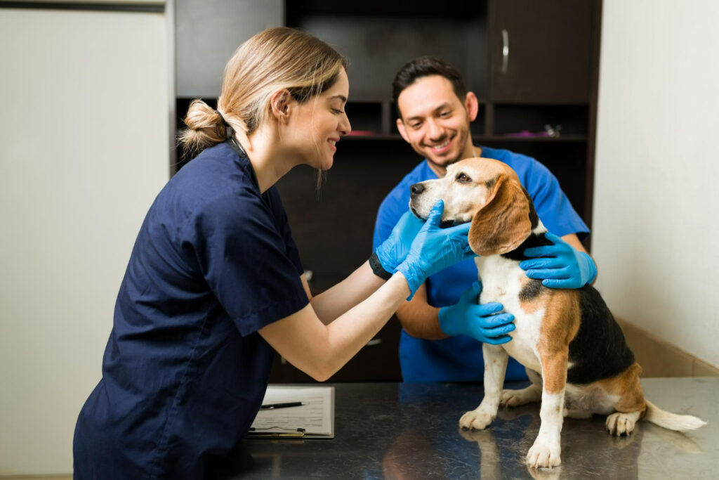 veterinário