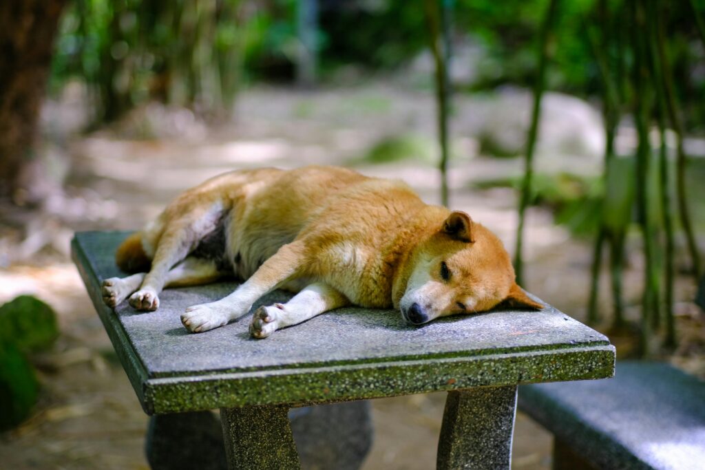 Na imagem, ansiedade de separação em cães